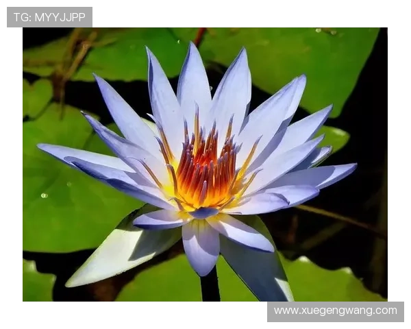 开运下载助你开启好运气的最佳途径,轻松提升生活运势的实用指南 开运下载助你开启好运气的最佳途径,轻松提升生活运势的实用指南